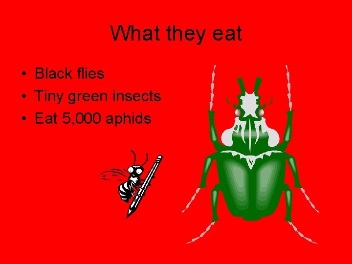 What they eat • Black flies • Tiny green insects • Eat 5, 000