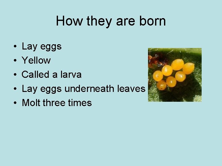 How they are born • • • Lay eggs Yellow Called a larva Lay