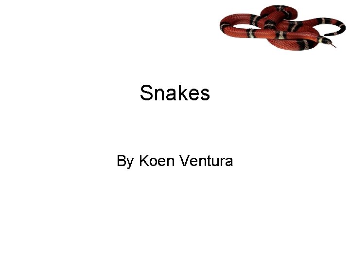 Snakes By Koen Ventura 