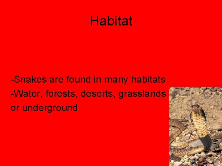 Habitat -Snakes are found in many habitats -Water, forests, deserts, grasslands or underground 