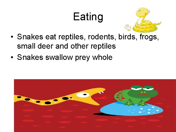 Eating • Snakes eat reptiles, rodents, birds, frogs, small deer and other reptiles •
