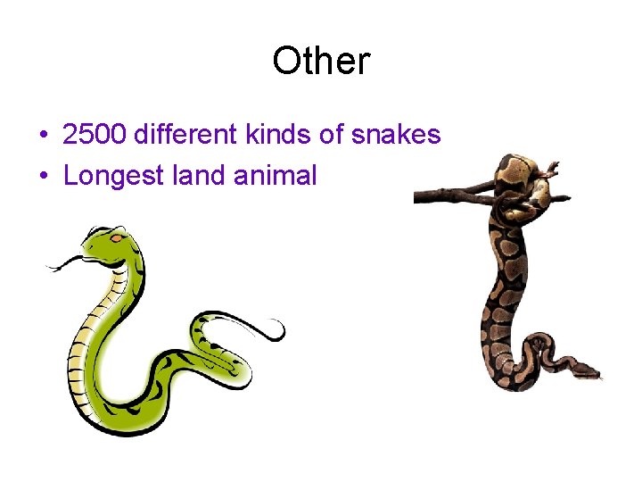 Other • 2500 different kinds of snakes • Longest land animal 