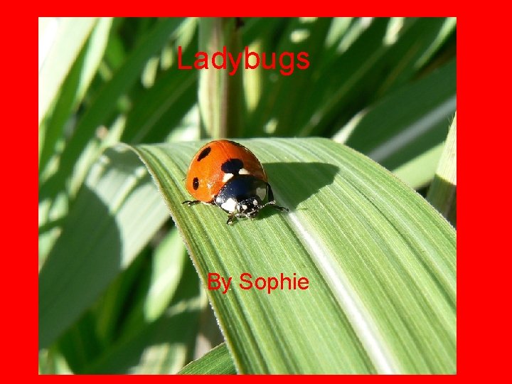 Ladybugs By Sophie 