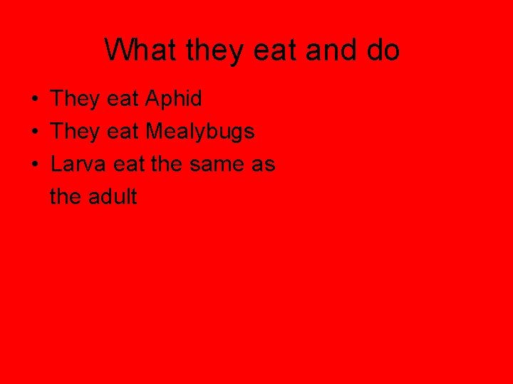 What they eat and do • They eat Aphid • They eat Mealybugs •