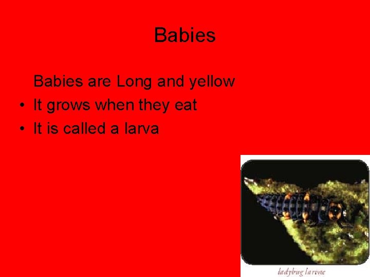 Babies are Long and yellow • It grows when they eat • It is
