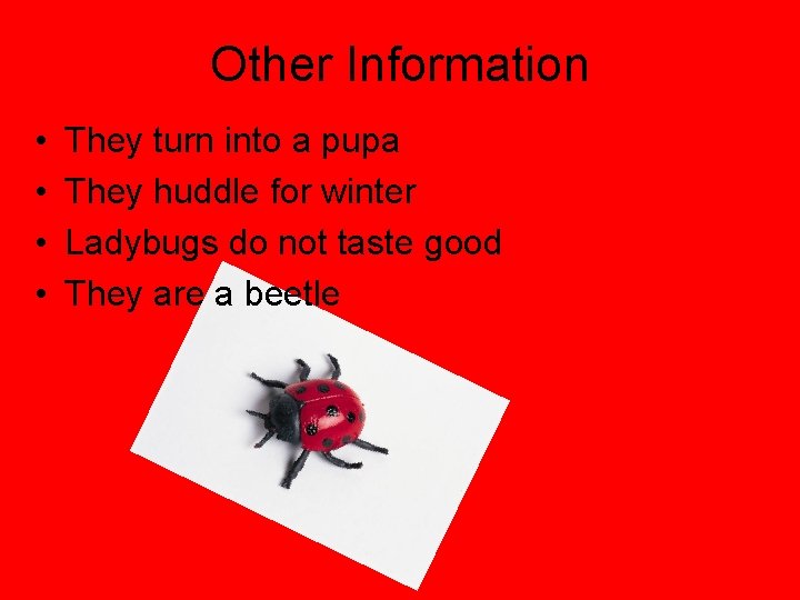 Other Information • • They turn into a pupa They huddle for winter Ladybugs
