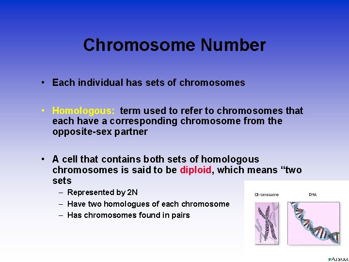 Chromosome Number • Each individual has sets of chromosomes • Homologous: term used to