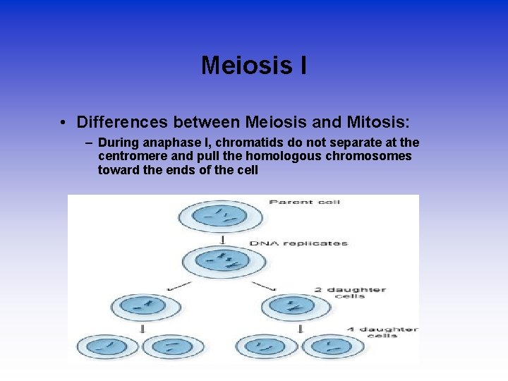 Meiosis I • Differences between Meiosis and Mitosis: – During anaphase I, chromatids do