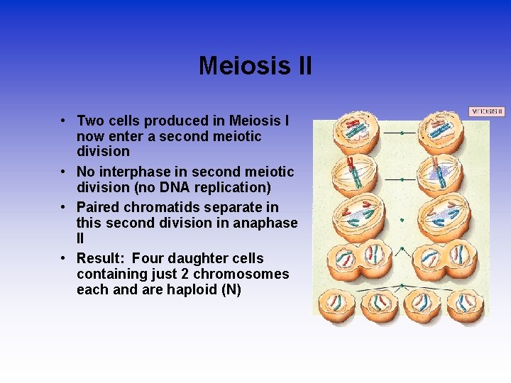 Meiosis II • Two cells produced in Meiosis I now enter a second meiotic