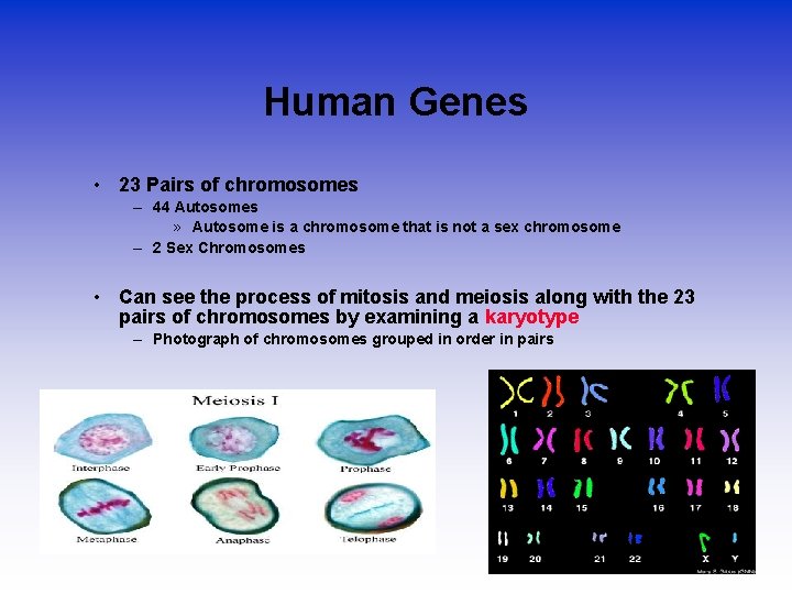 Human Genes • 23 Pairs of chromosomes – 44 Autosomes » Autosome is a