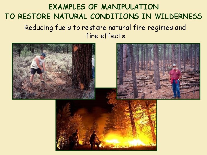 EXAMPLES OF MANIPULATION TO RESTORE NATURAL CONDITIONS IN WILDERNESS Reducing fuels to restore natural