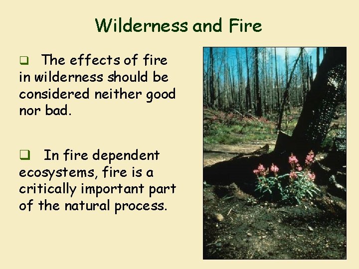 Wilderness and Fire q The effects of fire in wilderness should be considered neither