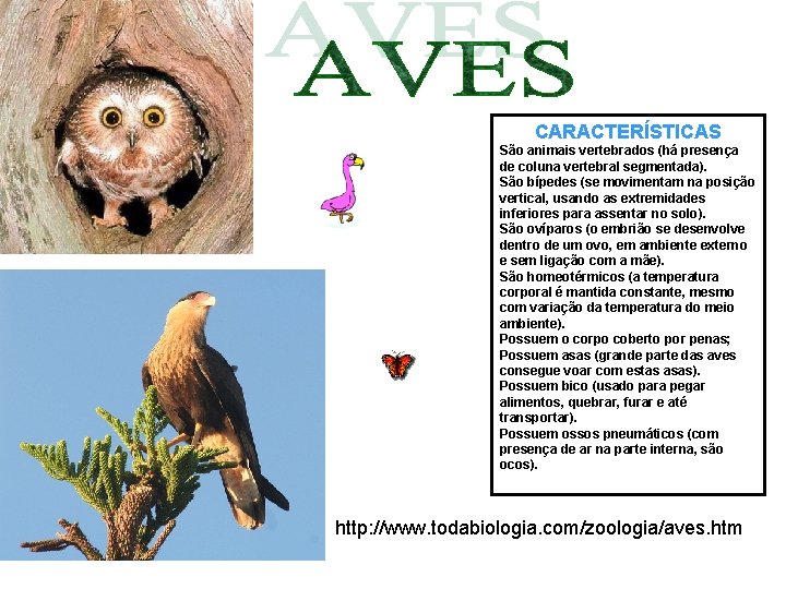 CARACTERÍSTICAS São animais vertebrados (há presença de coluna vertebral segmentada). São bípedes (se movimentam