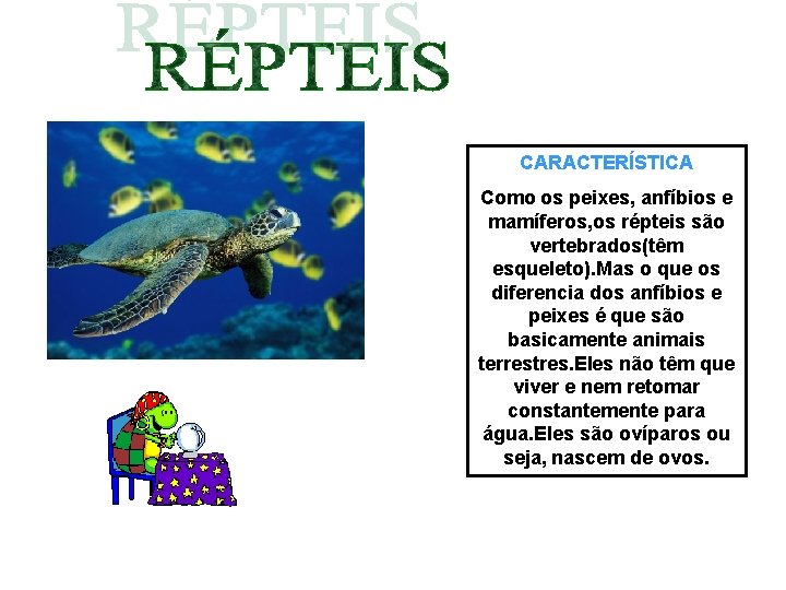 CARACTERÍSTICA Como os peixes, anfíbios e mamíferos, os répteis são vertebrados(têm esqueleto). Mas o