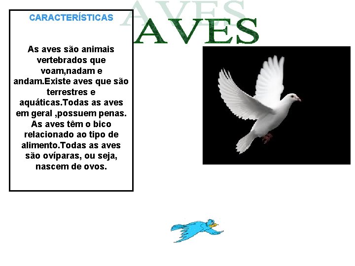 CARACTERÍSTICAS As aves são animais vertebrados que voam, nadam e andam. Existe aves que