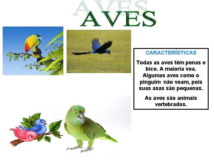 CARACTERÍSTICAS Todas as aves têm penas e bico. A maioria voa. Algumas aves como