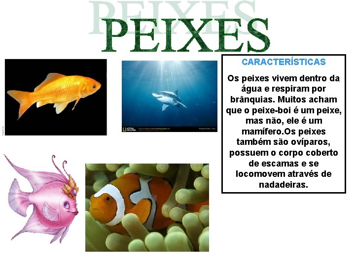 CARACTERÍSTICAS Os peixes vivem dentro da água e respiram por brânquias. Muitos acham que