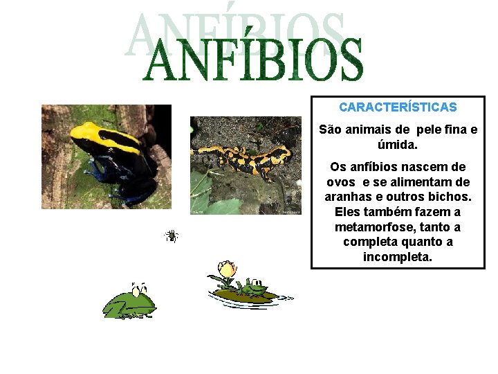 CARACTERÍSTICAS São animais de pele fina e úmida. Os anfíbios nascem de ovos e