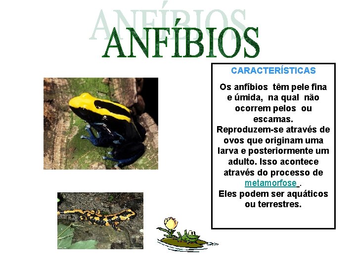 CARACTERÍSTICAS Os anfíbios têm pele fina e úmida, na qual não ocorrem pelos ou