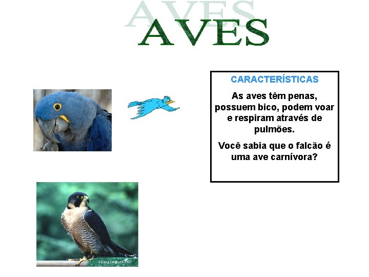 CARACTERÍSTICAS As aves têm penas, possuem bico, podem voar e respiram através de pulmões.