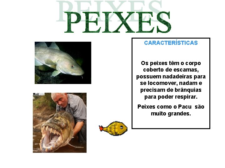 CARACTERÍSTICAS Os peixes têm o corpo coberto de escamas, possuem nadadeiras para se locomover,