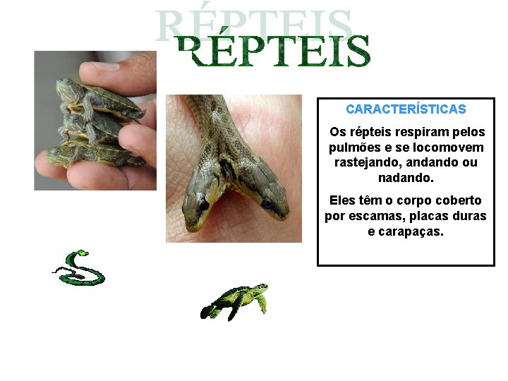 CARACTERÍSTICAS Os répteis respiram pelos pulmões e se locomovem rastejando, andando ou nadando. Eles