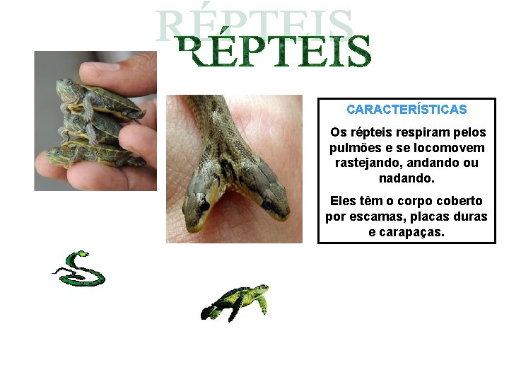 CARACTERÍSTICAS Os répteis respiram pelos pulmões e se locomovem rastejando, andando ou nadando. Eles