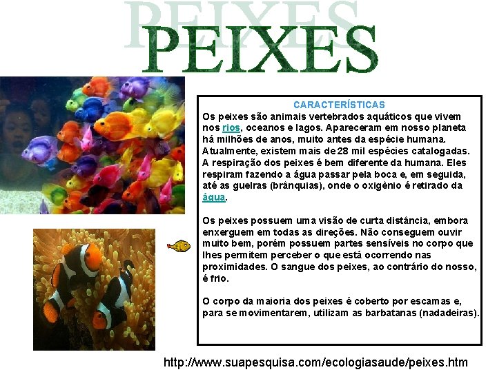 CARACTERÍSTICAS Os peixes são animais vertebrados aquáticos que vivem nos rios, oceanos e lagos.