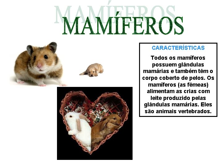 CARACTERÍSTICAS Todos os mamíferos possuem glândulas mamárias e também têm o corpo coberto de