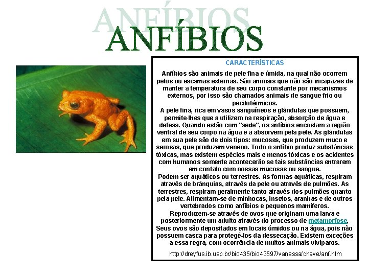 CARACTERÍSTICAS Anfíbios são animais de pele fina e úmida, na qual não ocorrem pelos