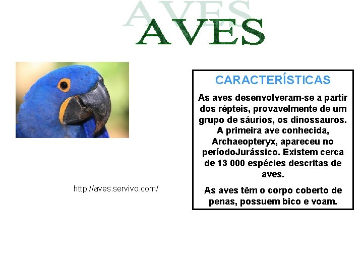 CARACTERÍSTICAS As aves desenvolveram-se a partir dos répteis, provavelmente de um grupo de sáurios,