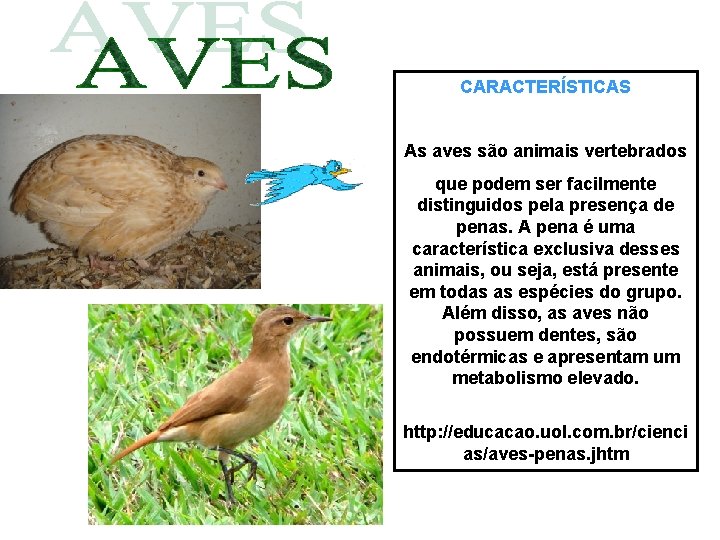 CARACTERÍSTICAS As aves são animais vertebrados que podem ser facilmente distinguidos pela presença de