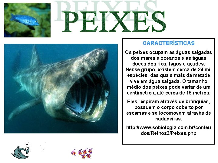 CARACTERÍSTICAS Os peixes ocupam as águas salgadas dos mares e oceanos e as águas