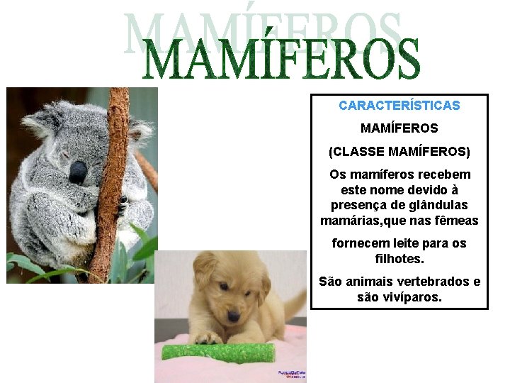 CARACTERÍSTICAS MAMÍFEROS (CLASSE MAMÍFEROS) Os mamíferos recebem este nome devido à presença de glândulas
