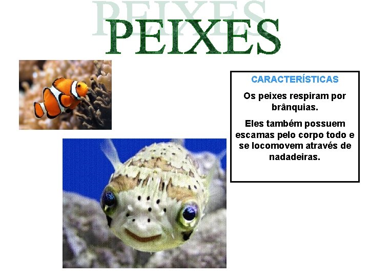 CARACTERÍSTICAS Os peixes respiram por brânquias. Eles também possuem escamas pelo corpo todo e