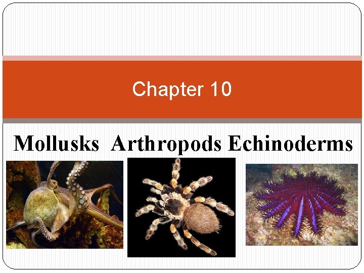 Chapter 10 Mollusks Arthropods Echinoderms 