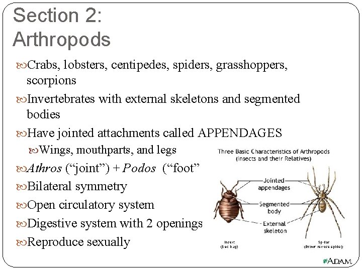 Section 2: Arthropods Crabs, lobsters, centipedes, spiders, grasshoppers, scorpions Invertebrates with external skeletons and
