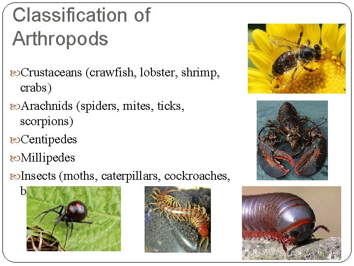Classification of Arthropods Crustaceans (crawfish, lobster, shrimp, crabs) Arachnids (spiders, mites, ticks, scorpions) Centipedes