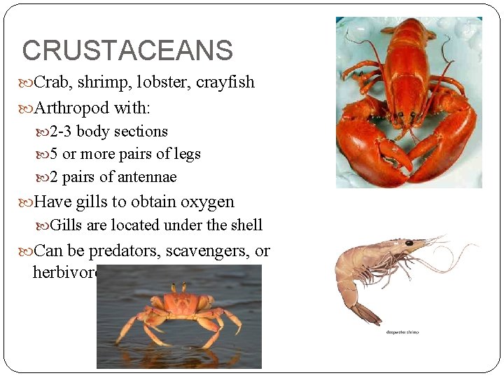CRUSTACEANS Crab, shrimp, lobster, crayfish Arthropod with: 2 -3 body sections 5 or more