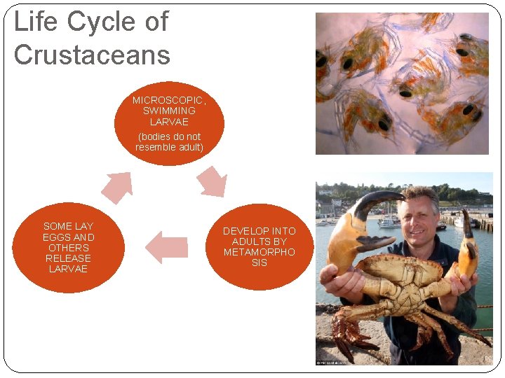 Life Cycle of Crustaceans MICROSCOPIC, SWIMMING LARVAE (bodies do not resemble adult) SOME LAY