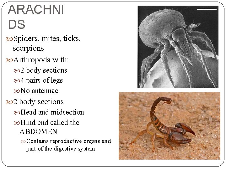 ARACHNI DS Spiders, mites, ticks, scorpions Arthropods with: 2 body sections 4 pairs of