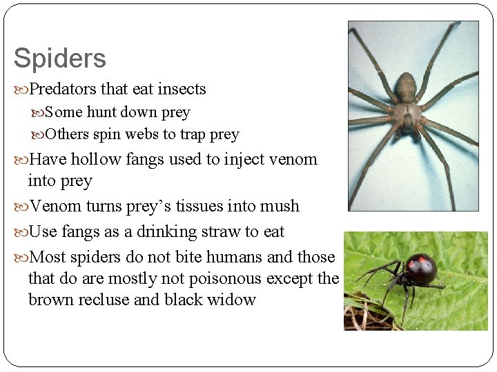 Spiders Predators that eat insects Some hunt down prey Others spin webs to trap