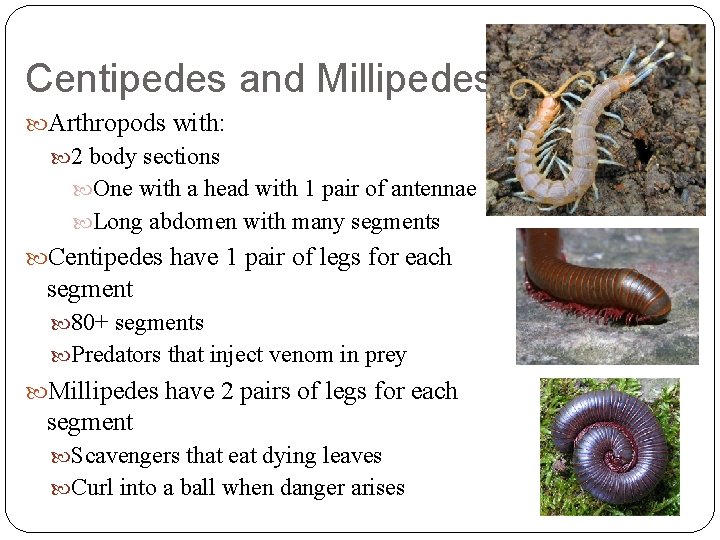 Centipedes and Millipedes Arthropods with: 2 body sections One with a head with 1