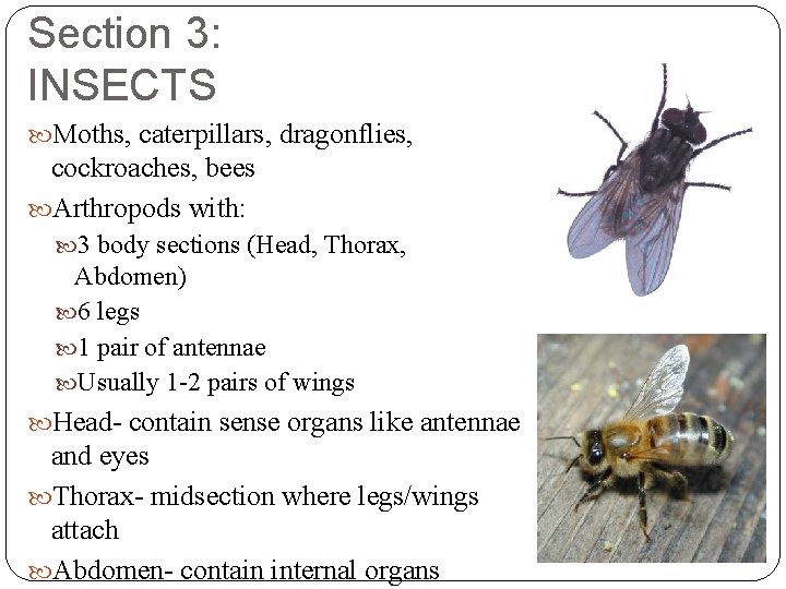 Section 3: INSECTS Moths, caterpillars, dragonflies, cockroaches, bees Arthropods with: 3 body sections (Head,