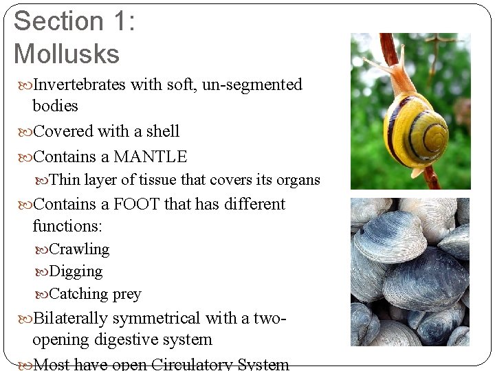 Section 1: Mollusks Invertebrates with soft, un-segmented bodies Covered with a shell Contains a