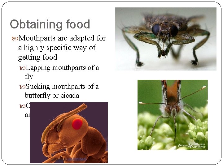Obtaining food Mouthparts are adapted for a highly specific way of getting food Lapping