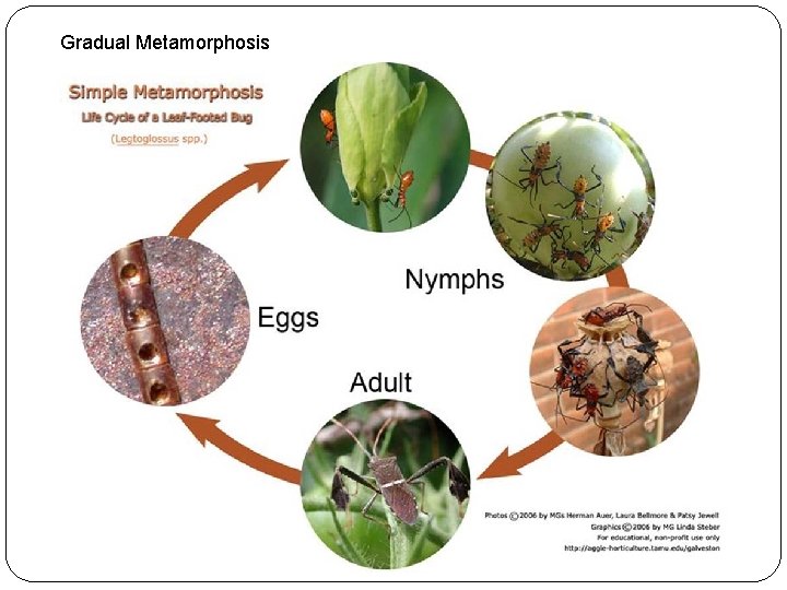 Gradual Metamorphosis 