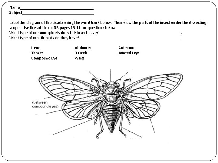 Name__________________ Subject_________________ Label the diagram of the cicada using the word bank below. Then