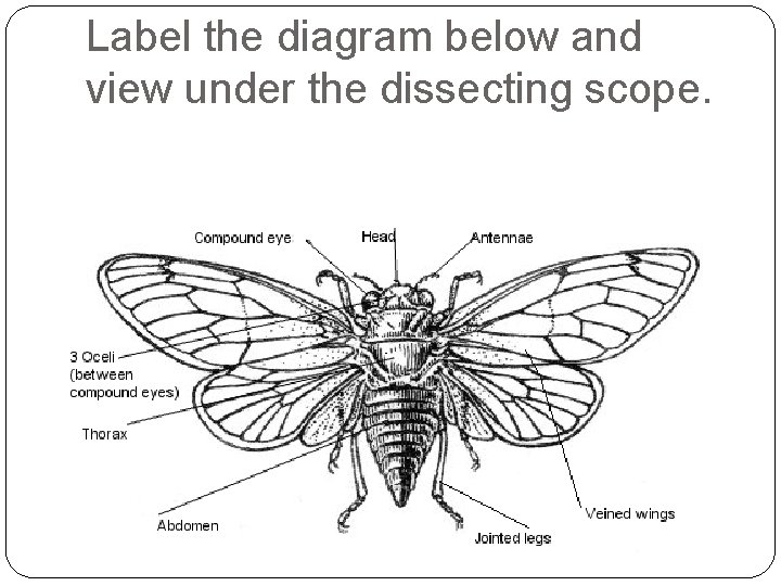 Label the diagram below and view under the dissecting scope. 
