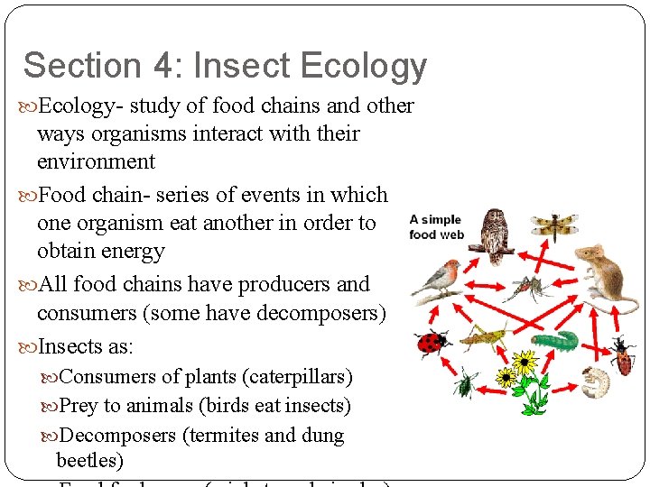 Section 4: Insect Ecology- study of food chains and other ways organisms interact with
